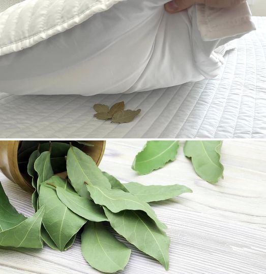 Coloca hojas de laurel bajo la almohada y observa lo que ocurre durante